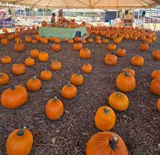 Riverside Pumpkin Patch