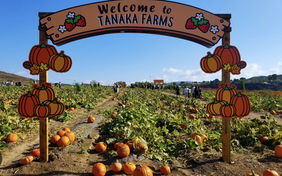 Tanaka Farms Pumpkin Patch 2026 – Image